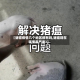 【猪瘟疫情几个地区都有吗,猪瘟现在哪里最严重?】