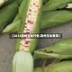 【2014荆州玉米行情,荆州玉米费用】