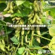 【黄大豆行情期货,黄大豆行情期货最新消息】
