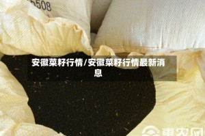 安徽菜籽行情/安徽菜籽行情最新消息
