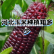 玉米行情河北/河北最新玉米费用走势