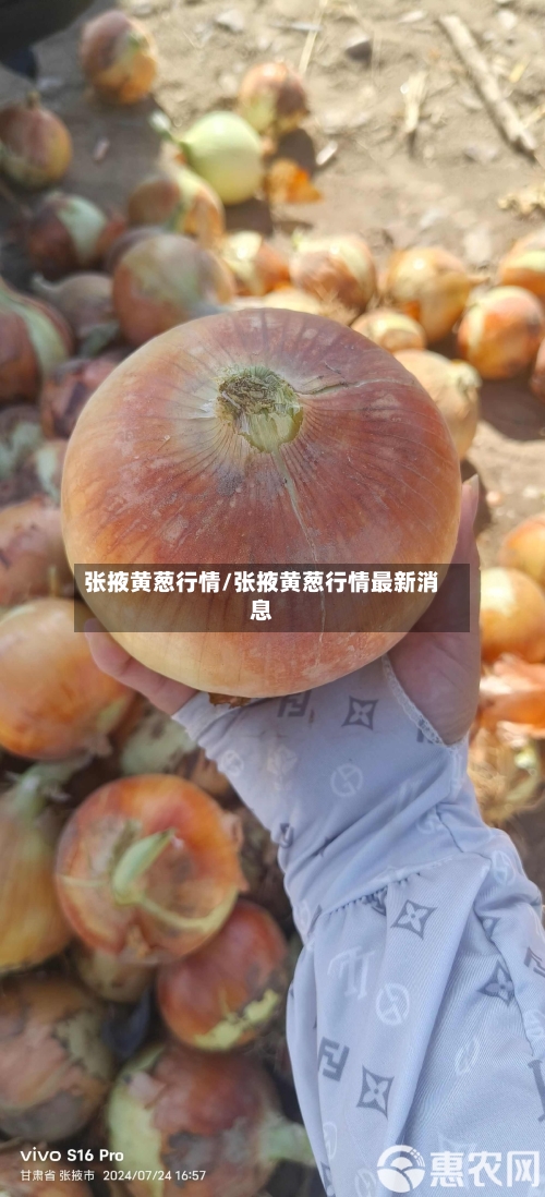 张掖黄葱行情/张掖黄葱行情最新消息-第1张图片
