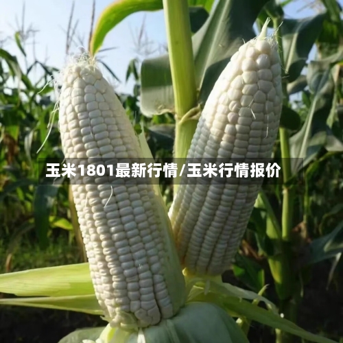 玉米1801最新行情/玉米行情报价-第1张图片
