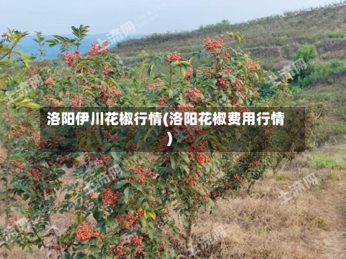 洛阳伊川花椒行情(洛阳花椒费用行情)-第1张图片