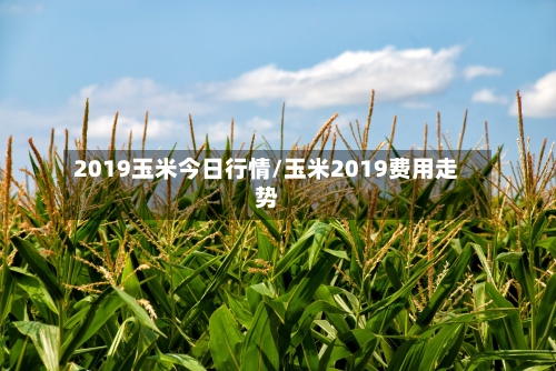 2019玉米今日行情/玉米2019费用走势-第2张图片