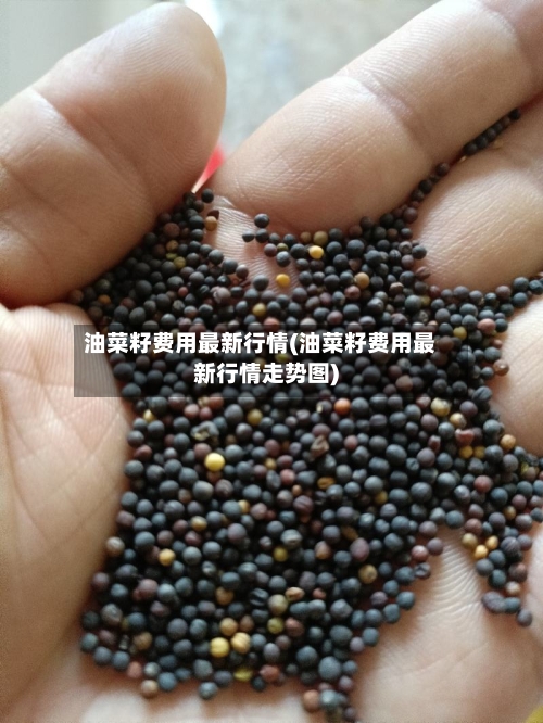 油菜籽费用最新行情(油菜籽费用最新行情走势图)-第2张图片