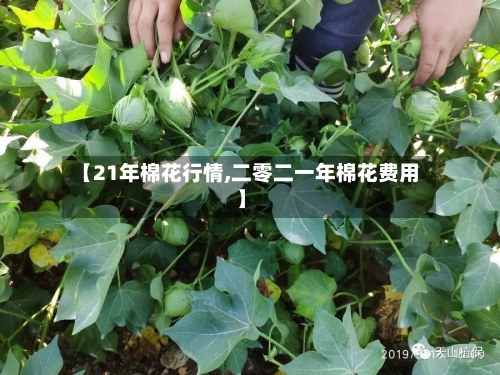 【21年棉花行情,二零二一年棉花费用】-第2张图片