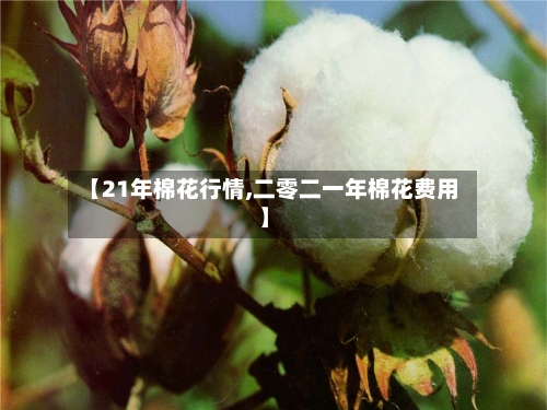 【21年棉花行情,二零二一年棉花费用】-第3张图片