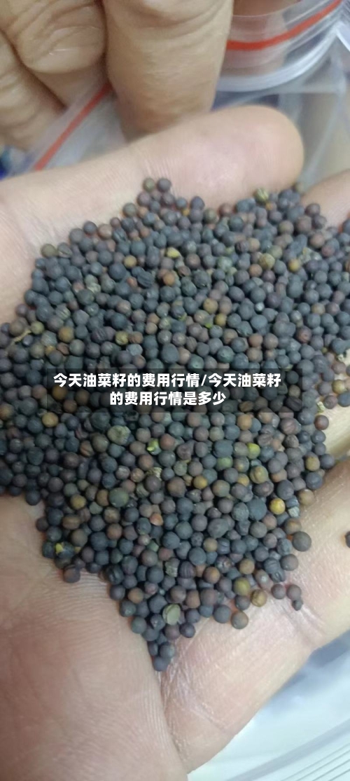 今天油菜籽的费用行情/今天油菜籽的费用行情是多少-第1张图片
