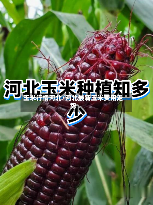 玉米行情河北/河北最新玉米费用走势-第1张图片