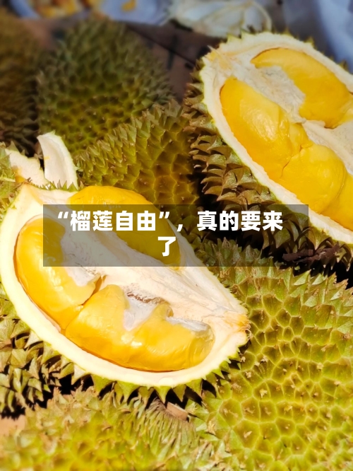 “榴莲自由	”，真的要来了-第1张图片