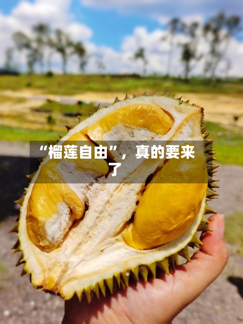 “榴莲自由”，真的要来了-第3张图片
