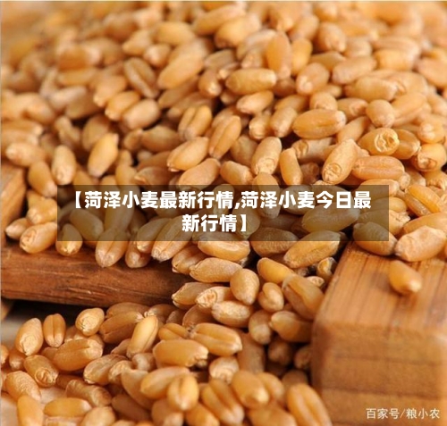【菏泽小麦最新行情,菏泽小麦今日最新行情】-第1张图片